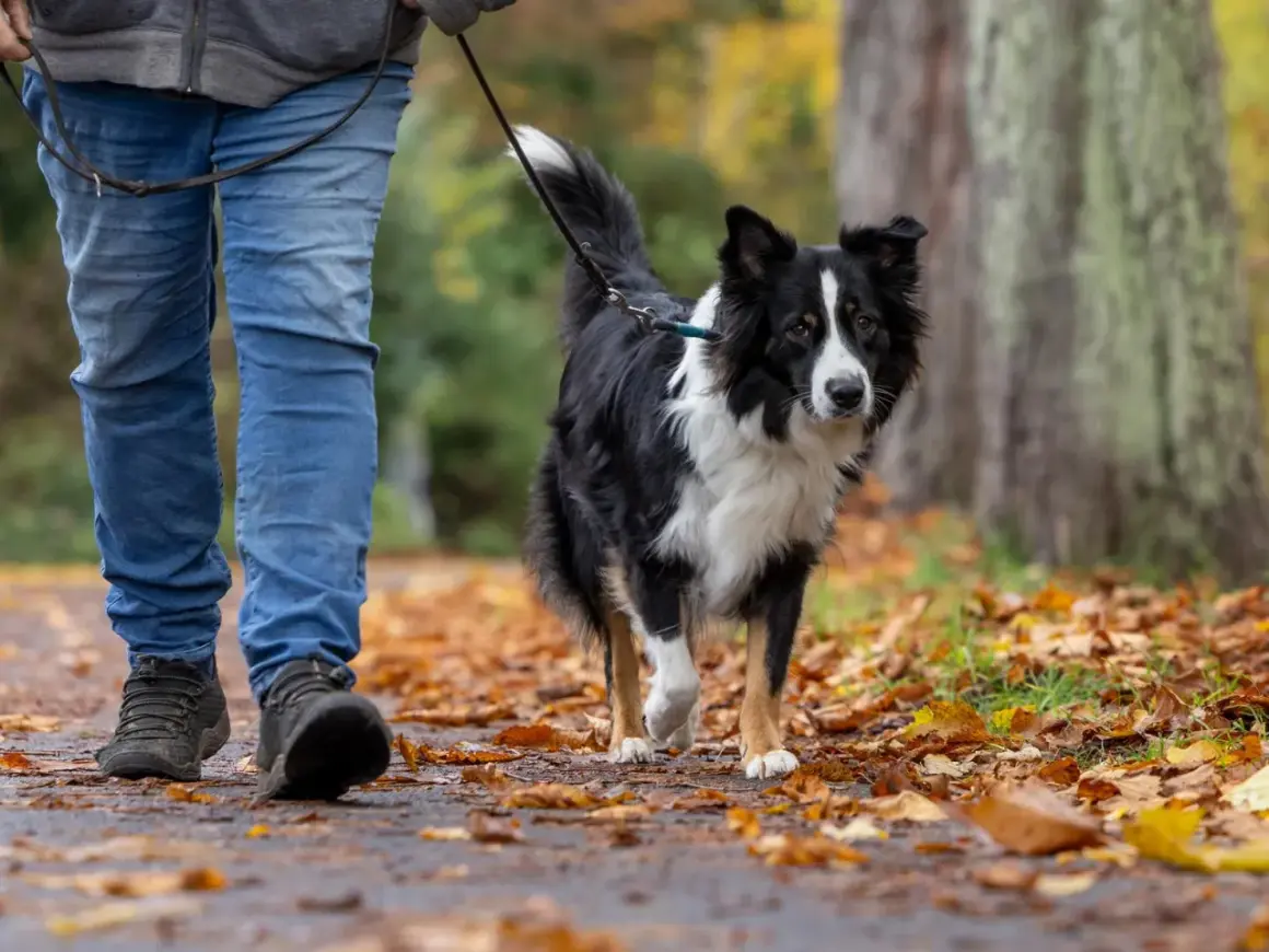 Ein Border Collie läuft an der Leine durch Laub. Beachten Sie die Leinenpflicht zur Brut- und Setzzeit in Schleswig-Holstein.