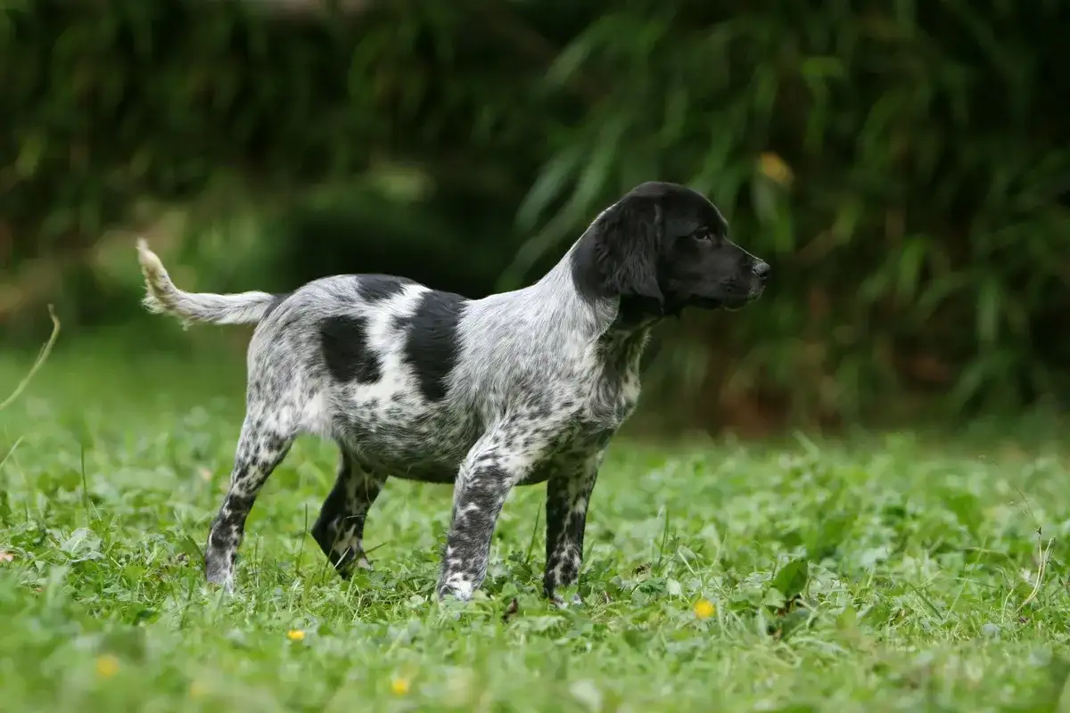 Epagneul Breton - Temperament, Jagdtrieb und Alltag