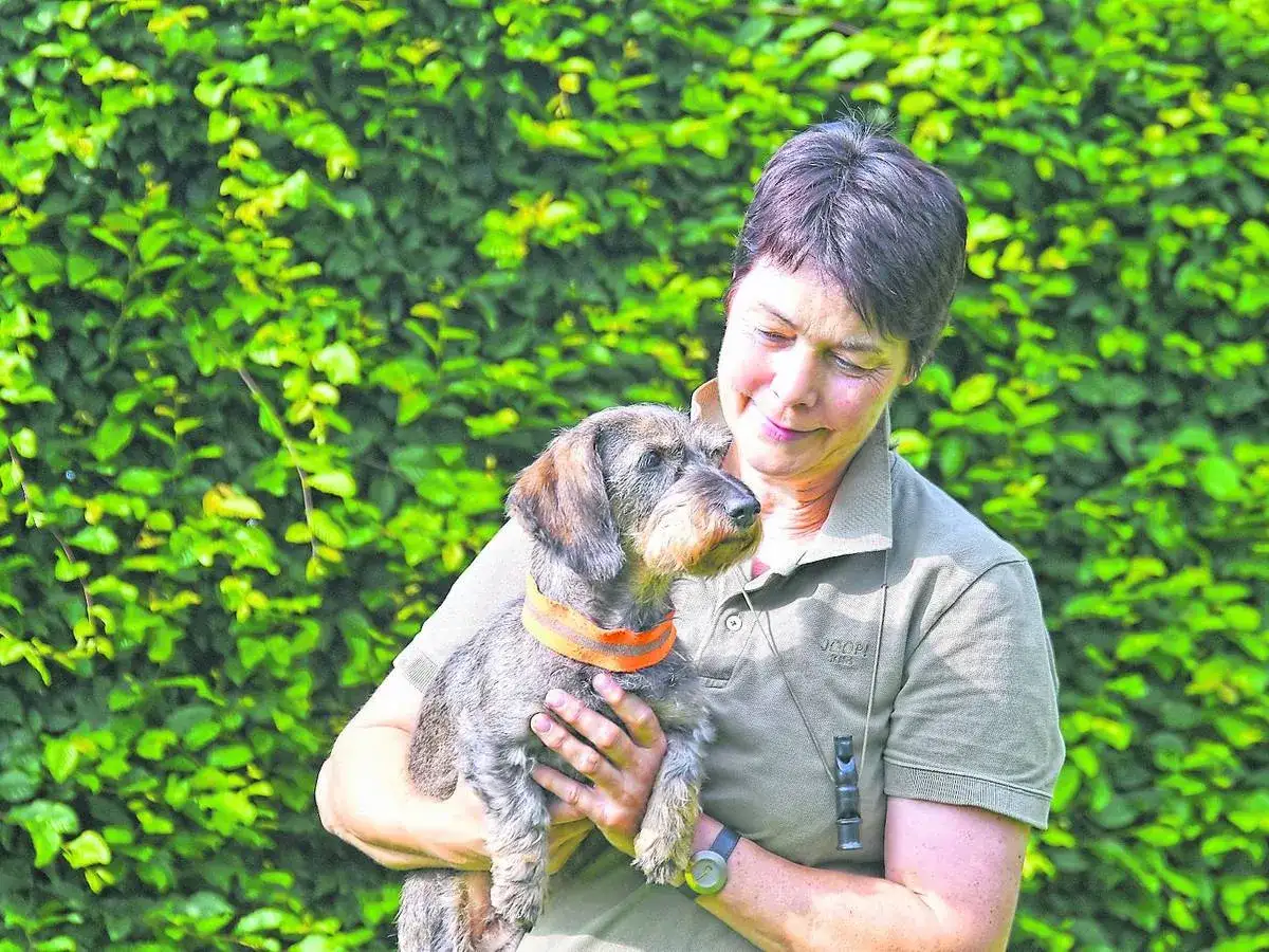 Sind Dackel Jagdhunde? Aufgaben, Ausbildung und Jagdtrieb
