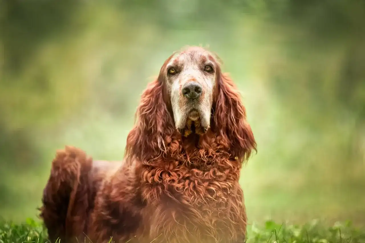 Wie alt wird ein Irish Setter? Lebenserwartung und Vorsorge