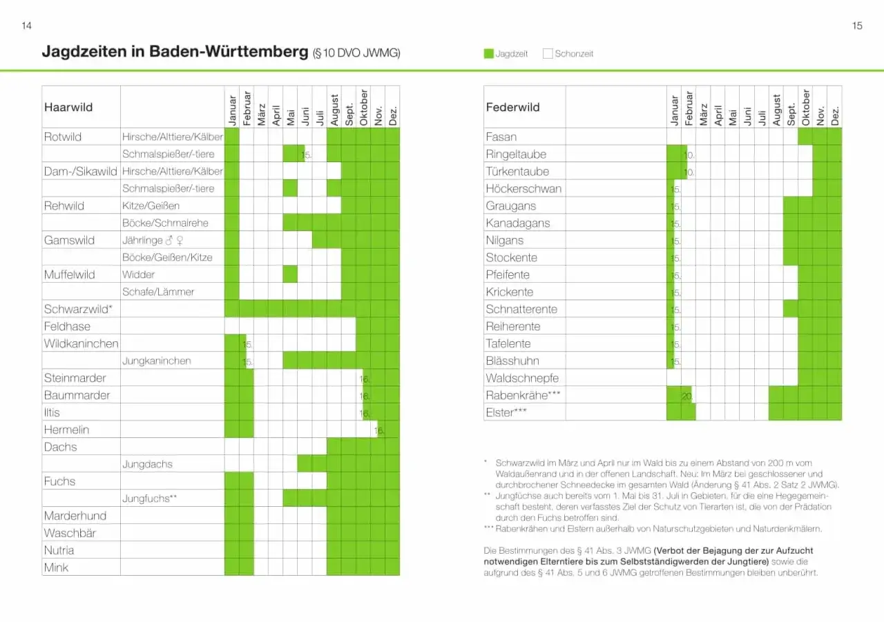 Taubenjagd in NRW - Jagdzeiten, Schonzeit und sichere Planung