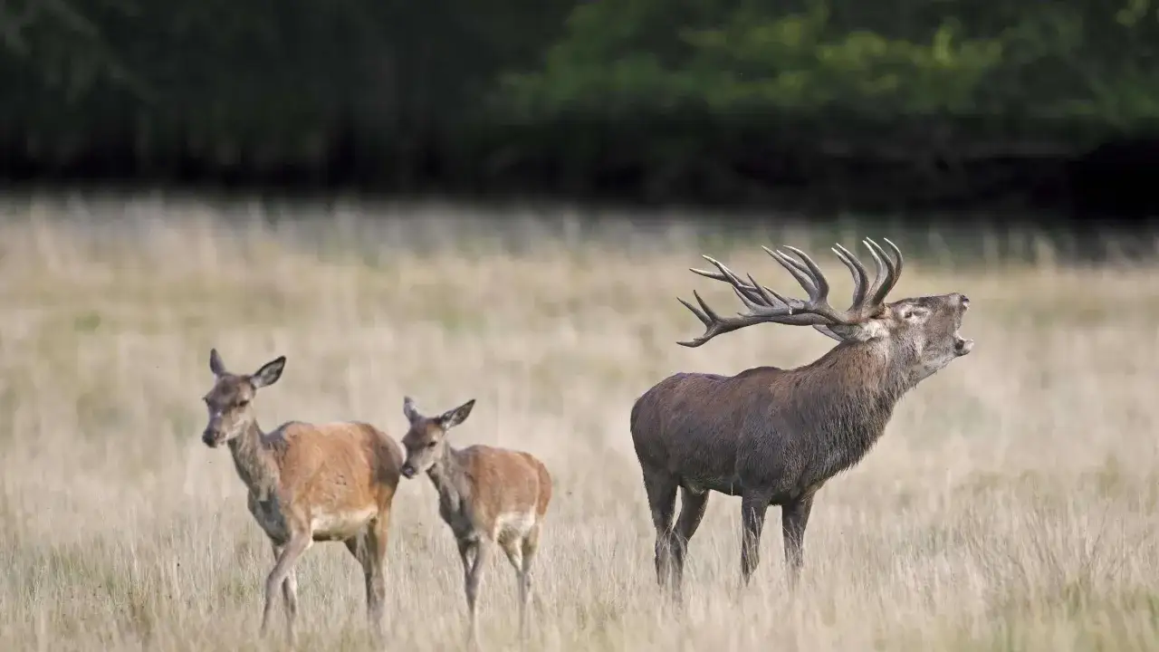 Ein majestätischer Hirsch mit Geweih brüllt, während zwei Rehe im Hintergrund auf einer Wiese stehen.