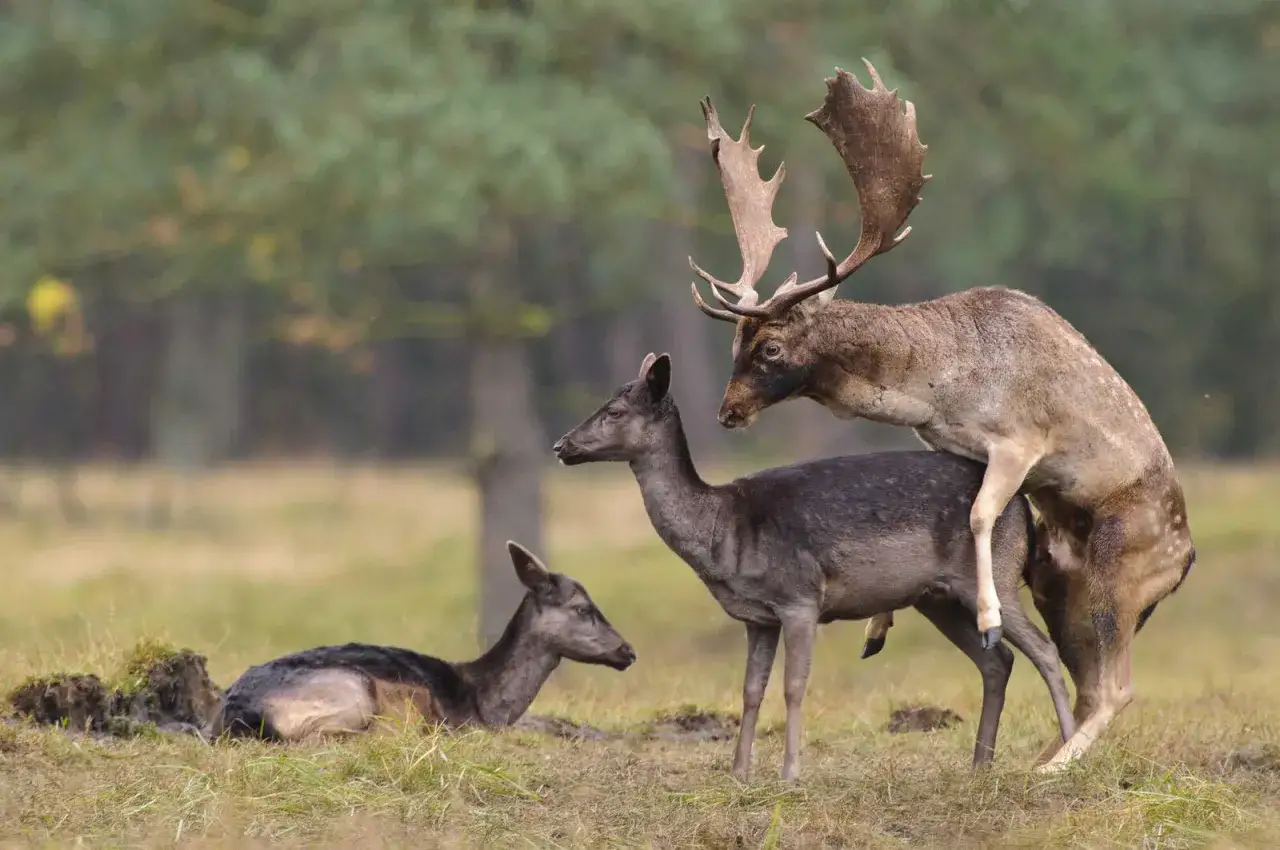 Hirsch und Ricke während der brunftzeit damwild. Ein weiteres Ricke liegt im Gras.