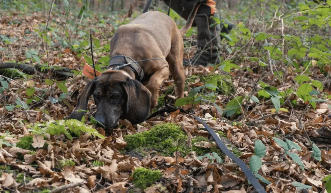 Ein brauner Hund mit langen Ohren schnüffelt im Laub. Ein Jäger steht im Hintergrund. Diese Schweisshunde Rassen sind für ihre Spürnase bekannt.