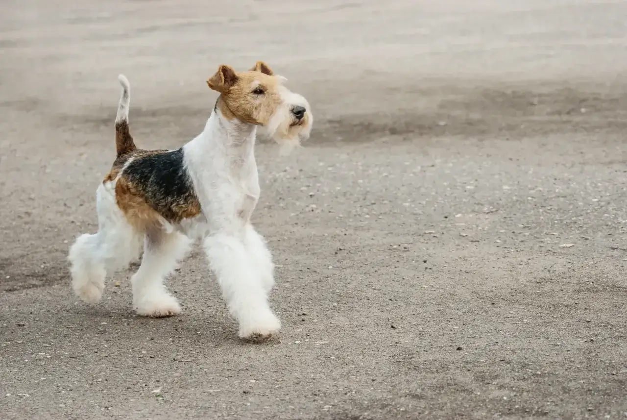 Ein Foxterrier mit markantem Bart und struppigem Fell läuft auf einem grauen Untergrund. Wie alt werden Foxterrier?