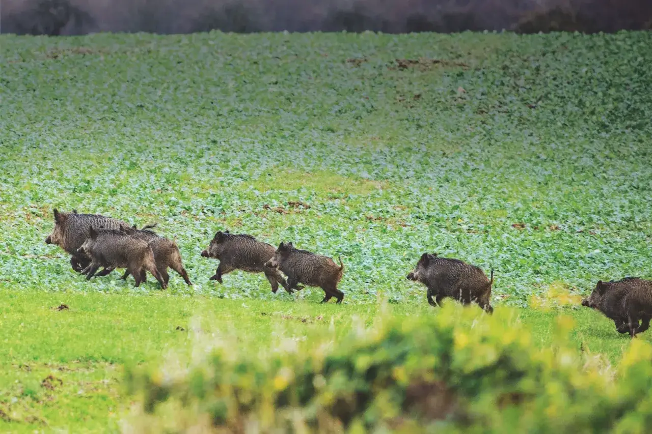 Eine Rotte Wildschweine, darunter auch Frischlinge, rennt über eine grüne Wiese. Man kann die Sauen ansprechen, wenn sie sich so bewegen.