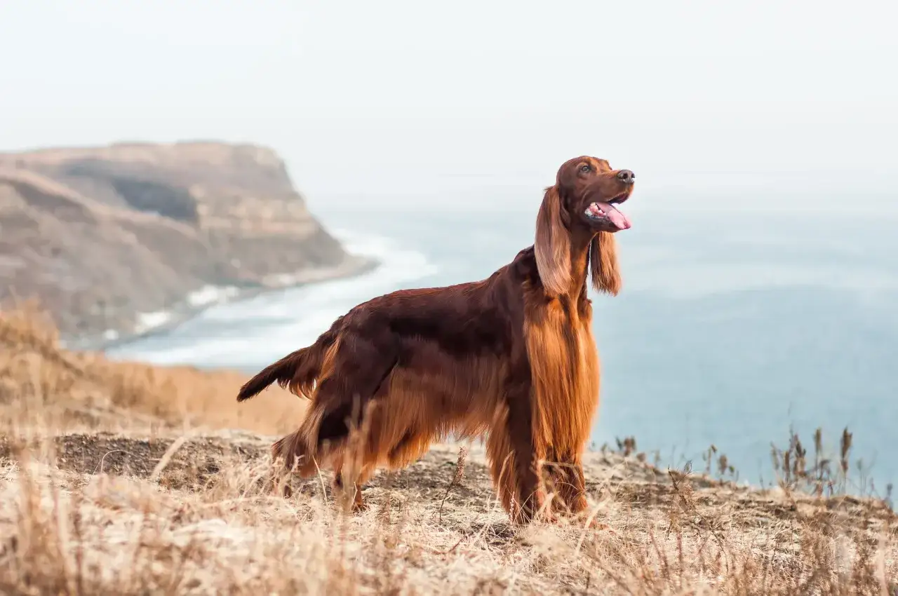 Ein stattlicher Irish Setter steht auf einer Klippe am Meer. Seine Lebenserwartung ist hoch, wenn er gut gepflegt wird.