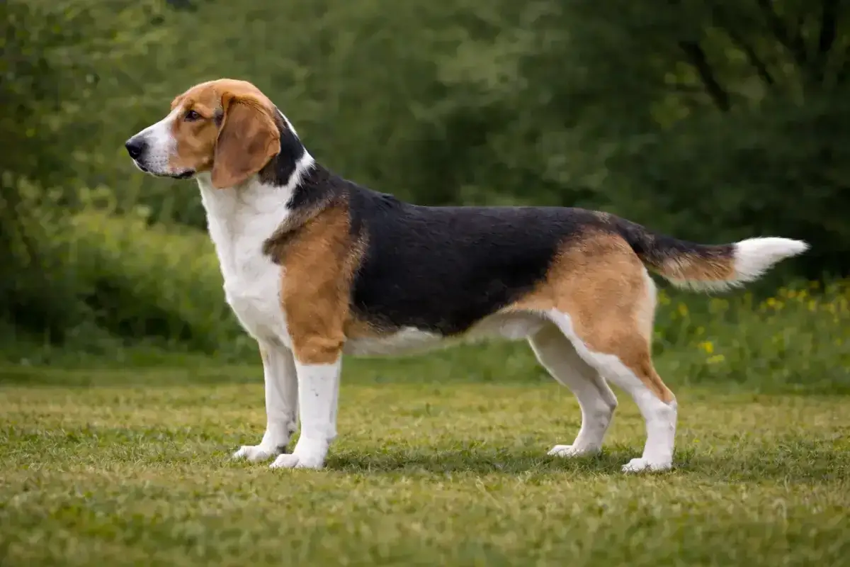 Ein dreifarbiger Beagle steht auf einer grünen Wiese. Seine Erziehung ist wichtig für ein harmonisches Zusammenleben.
