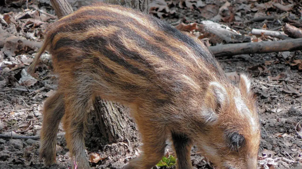 Ein Frischling mit Streifenmuster im Wald. Bilder zum Schwarzwild ansprechen zeigen oft solche jungen Tiere.