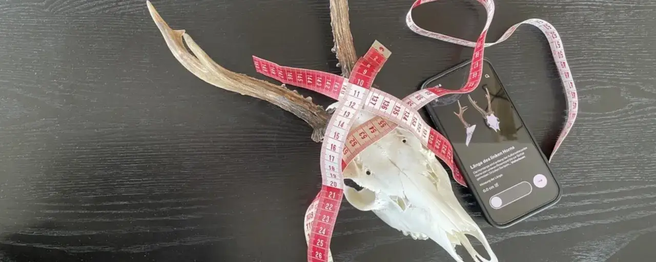 Ein Rehbock-Schädel mit Geweih, umwickelt von einem Maßband, daneben ein Smartphone, das die Messung zeigt. Vielleicht der Beginn eines weltrekord rehbock.