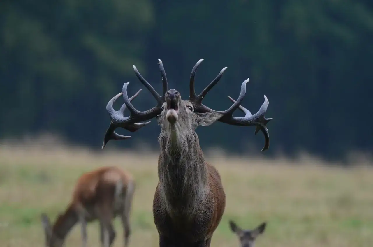 Ein Rothirsch mit mächtigem Geweih brüllt während der rotwild brunft. Im Hintergrund sind zwei weitere Hirsche zu sehen.
