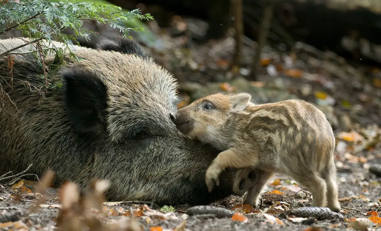 Ein Frischling kuschelt sich an seine Mutter. Bilder von Schwarzwild ansprechen: Nahaufnahme einer Wildschwein-Mutter mit ihrem Jungen im Wald.