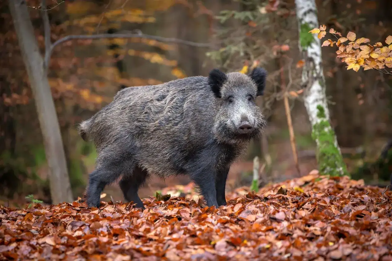 Ein Wildschwein steht im Herbstlaub. Es ist bekannt, dass Wildschweine auch mal junge Rehe fressen, wenn sich die Gelegenheit bietet.