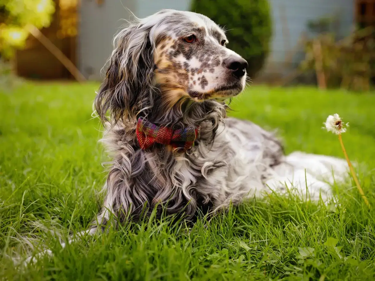 Ein English Setter mit Fliege im Gras. Manche Rassen sind anfälliger für bestimmte englischer Setter Krankheiten, aber dieser hier scheint entspannt.