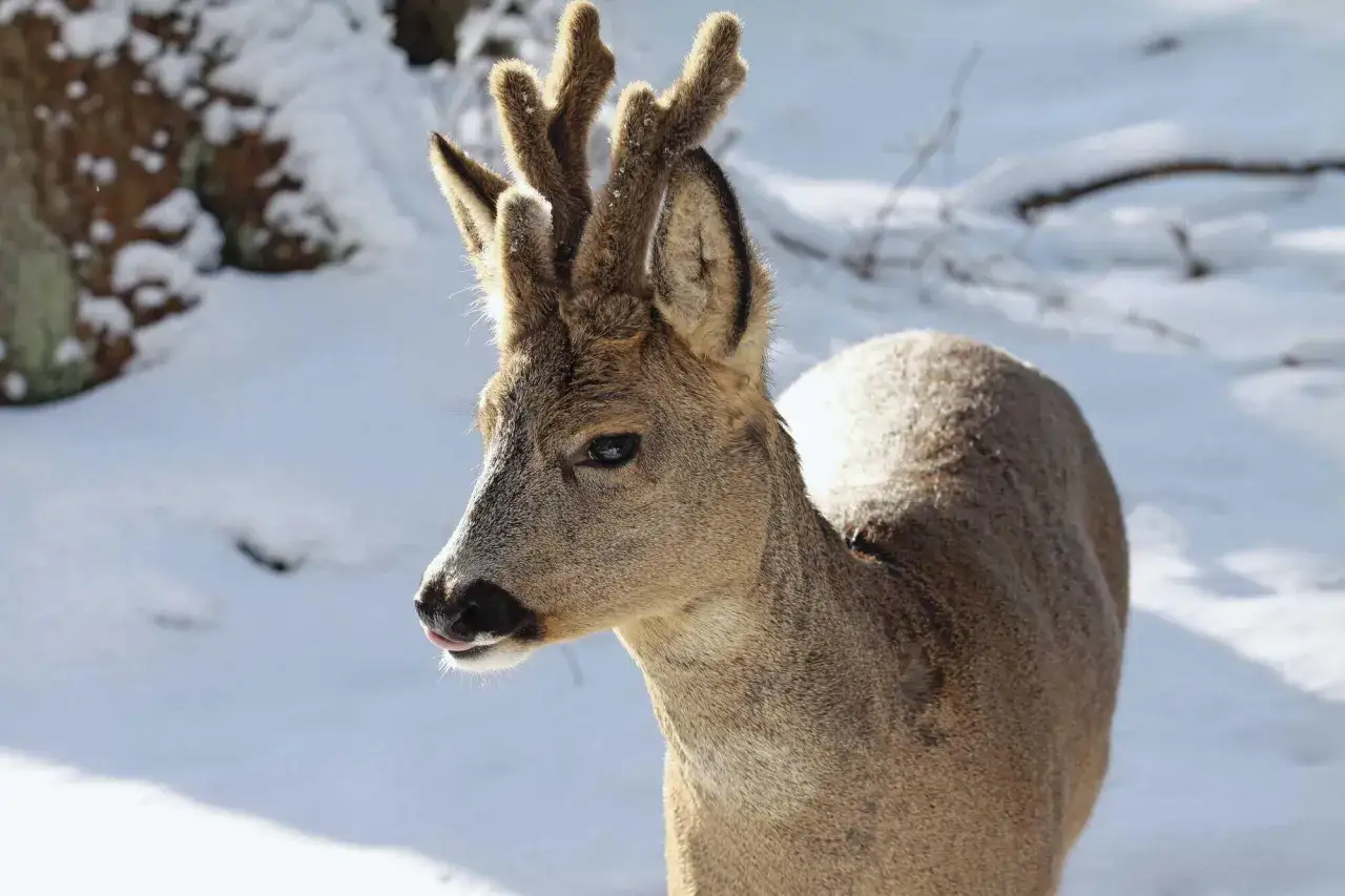 Ein abnormer Rehbock mit ungewöhnlichem Geweih steht im Schnee. Seine Zunge spitzt neugierig hervor.