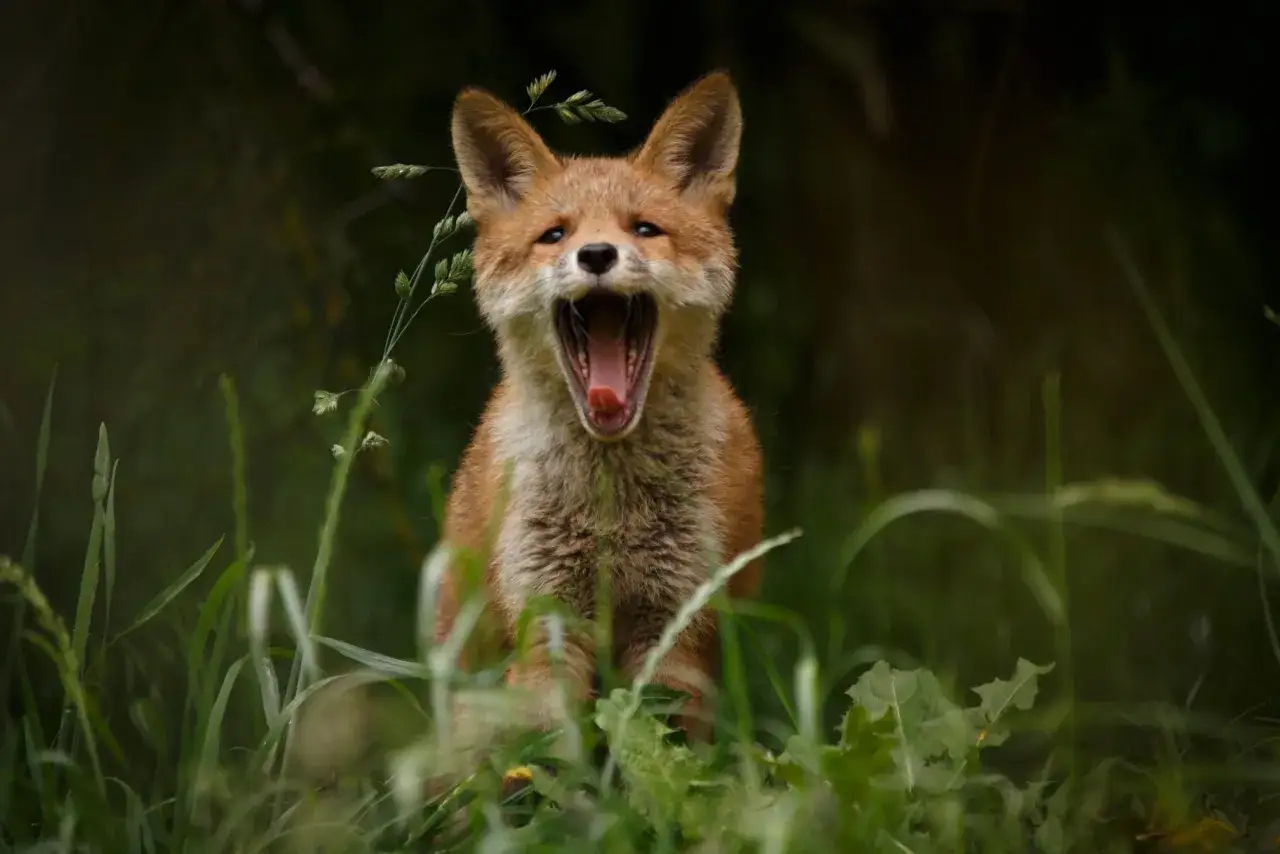 Ein junger Fuchs mit weit geöffnetem Maul, der im hohen Gras sitzt. Er scheint gerade einen lautstarken Schrei auszustoßen, als ob er versucht, einen imaginären Beutetier zu fangen.