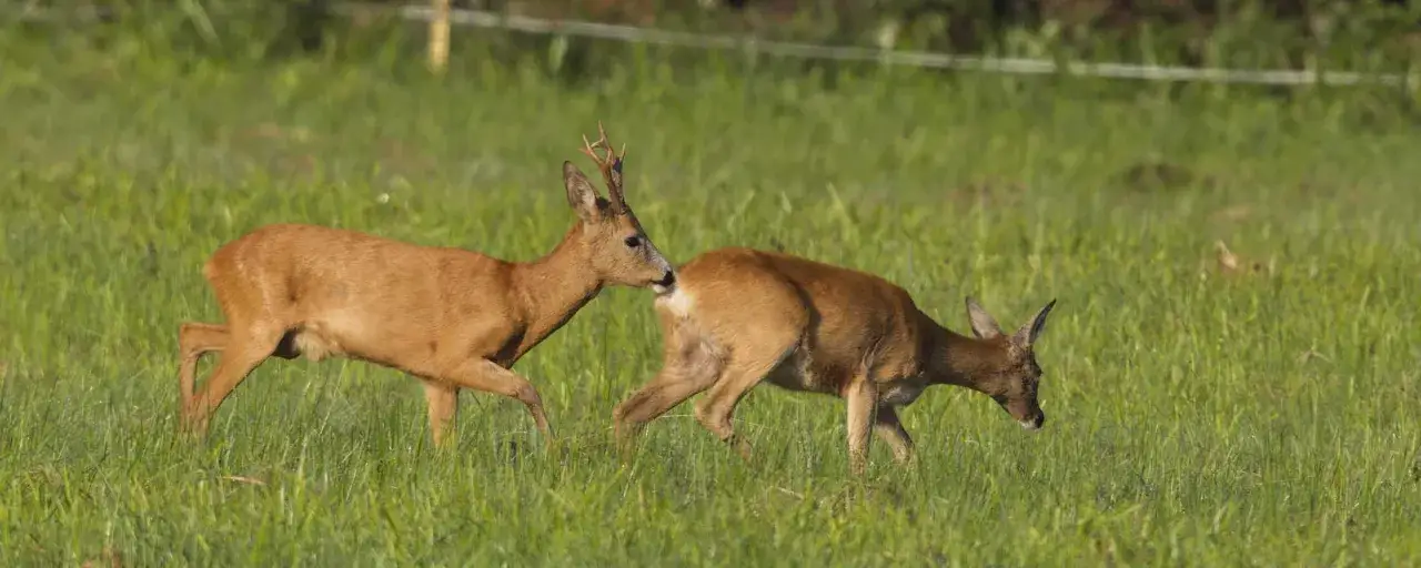 Zwei Rehe im hohen Gras, eines schnuppert am Hinterteil des anderen. Sie scheinen sich richtig blatten zu wollen.