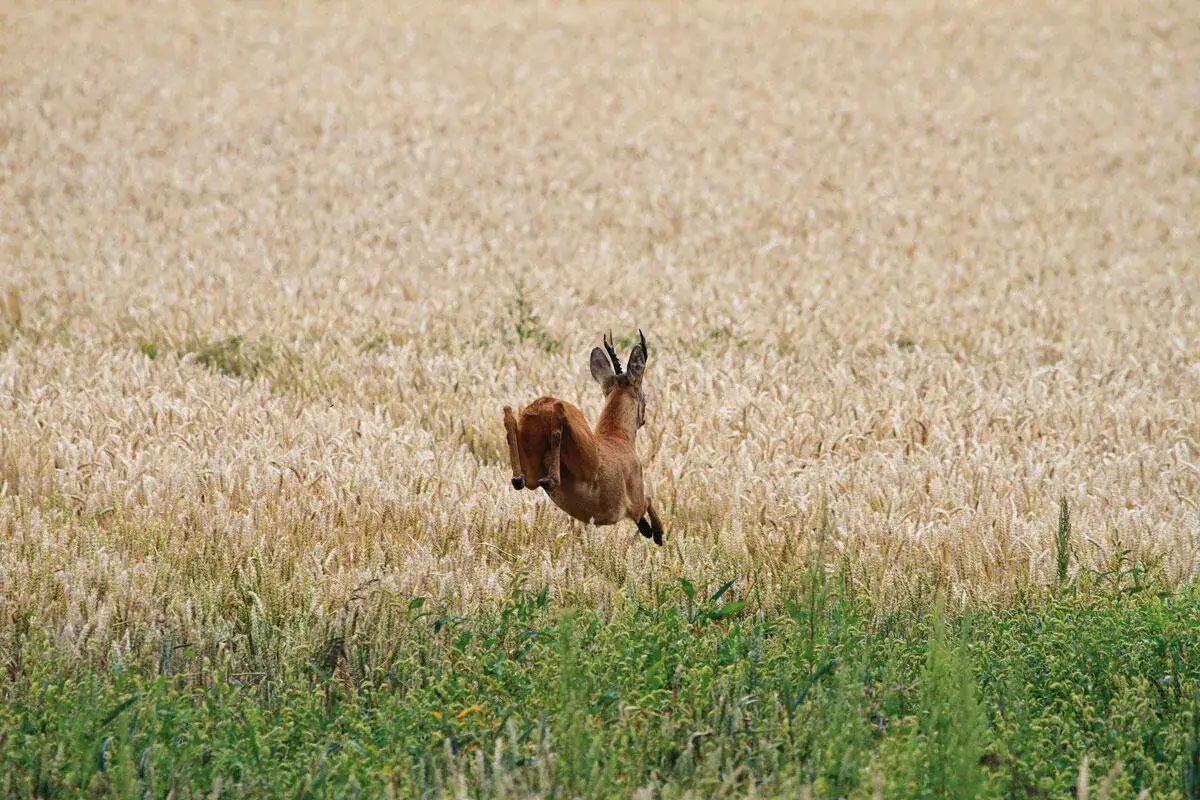 Ein Reh springt hoch durch ein goldenes Weizenfeld. Man hört fast, wie die reh fiepen vor Freude über die Freiheit.