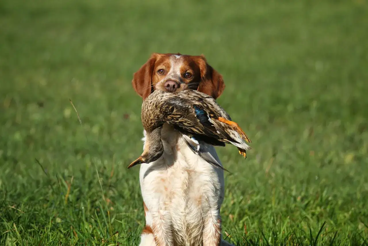 Ein Epagneul Breton mit einem Entenfund im Maul, zeigt sein ausgeprägtes Jagd-Temperament.