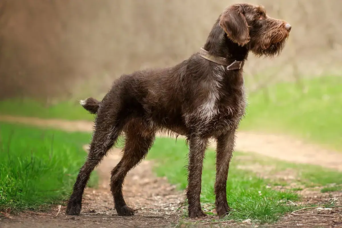 Ein brauner Deutsch Drahthaar Kurzhaar Hund steht auf einem Feldweg, bereit für die Jagd.