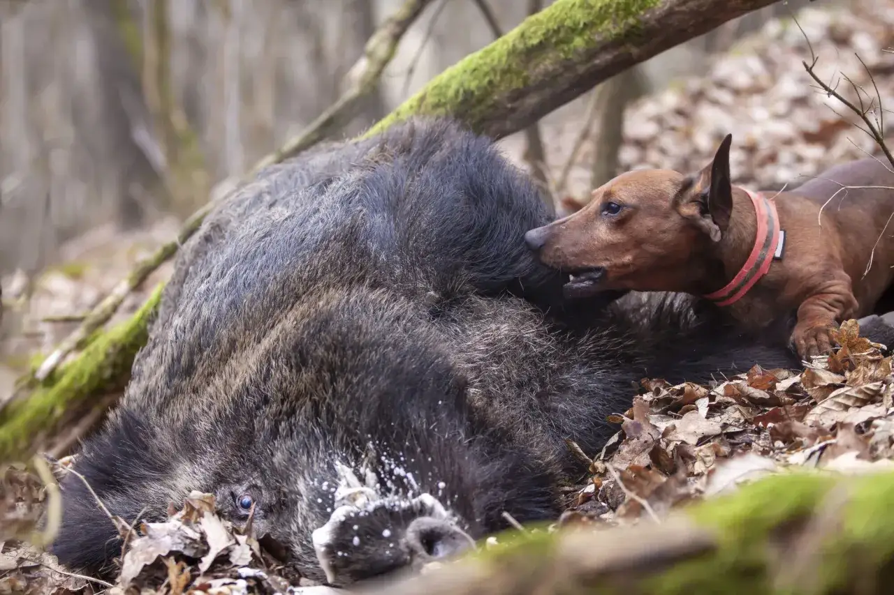Ein Hund untersucht ein totes Wildschwein. Die Wahrscheinlichkeit, dass das Wildschwein den Aujeszky-Virus trug, ist unbekannt.