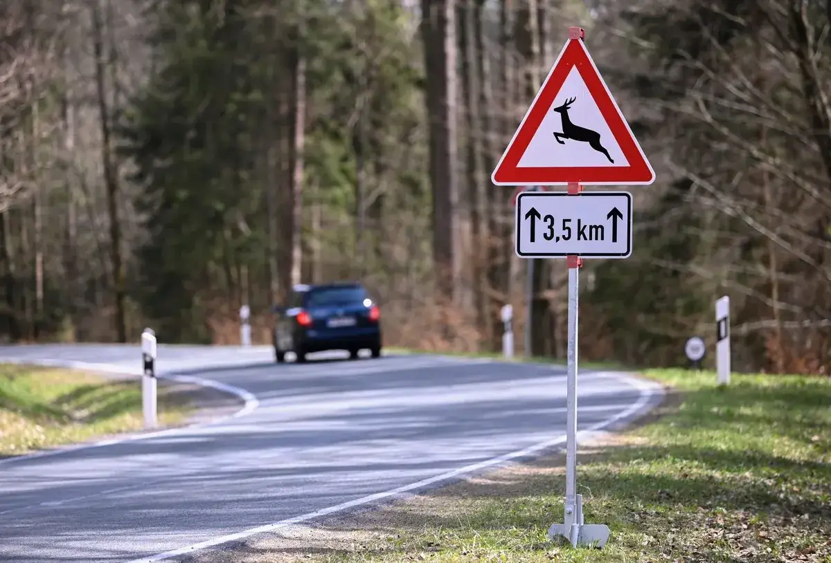 Achtung Wildwechsel! Ein Schild warnt vor Rehen auf der Straße. Ein Auto fährt auf einer kurvigen Waldstraße.