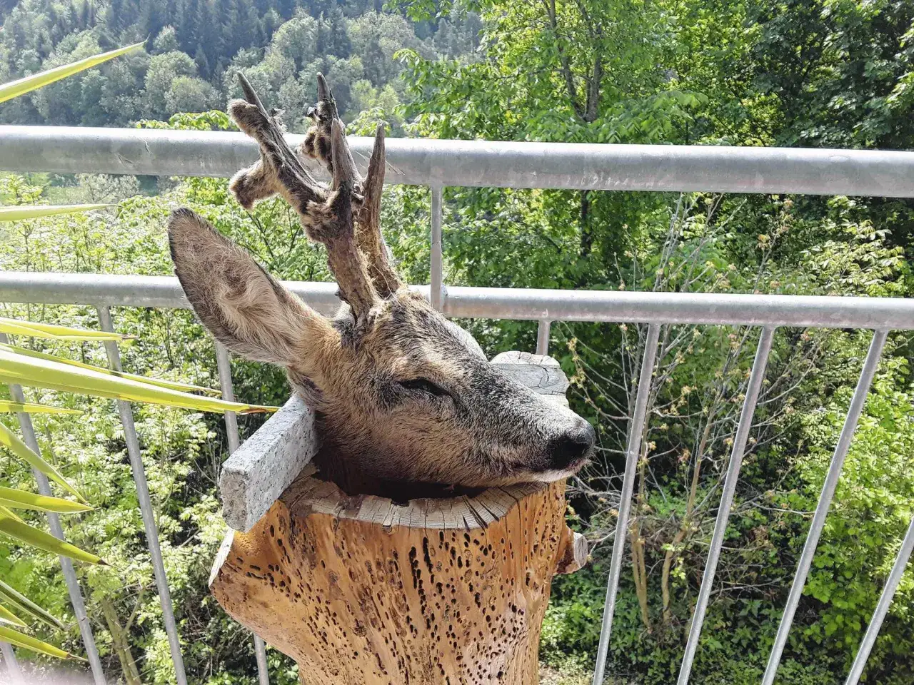 Ein präparierter Bock im Bast, mit Geweih, ruht in einem hölzernen Stamm. Im Hintergrund grüne Bäume und ein Metallgeländer.
