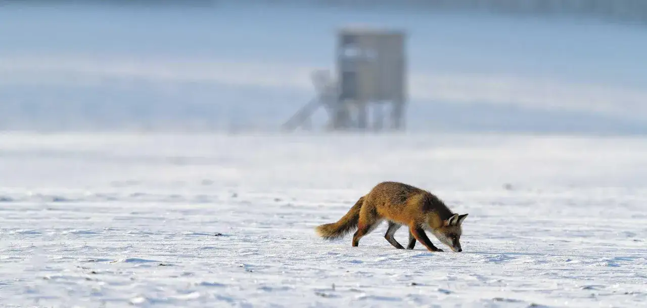 Ein Rotfuchs schnüffelt im Schnee, während im Hintergrund eine Jagdkanzel steht. Vielleicht versucht er, etwas zu fangen, um den Fuchs anzulocken.