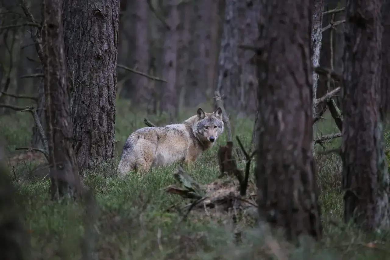 Ein Wolf im Wald, der neugierig in die Kamera blickt. Man fragt sich, wie schnell ist ein wolf, wenn er durch dieses Dickicht streift.