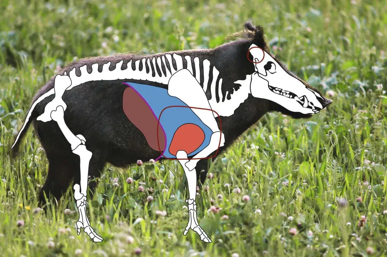 Skelett und Organe eines Schwarzwilds im Gras. Die Anatomie des Schwarzwilds wird durch überlagerte Linien und farbige Flächen dargestellt.