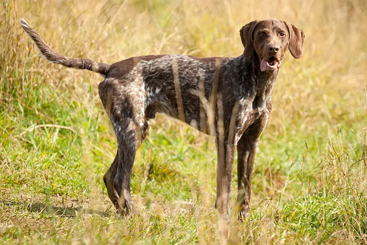 Ein brauner Deutsch Kurzhaar Griffon Jagdhund steht im hohen Gras, die Zunge hängt heraus.