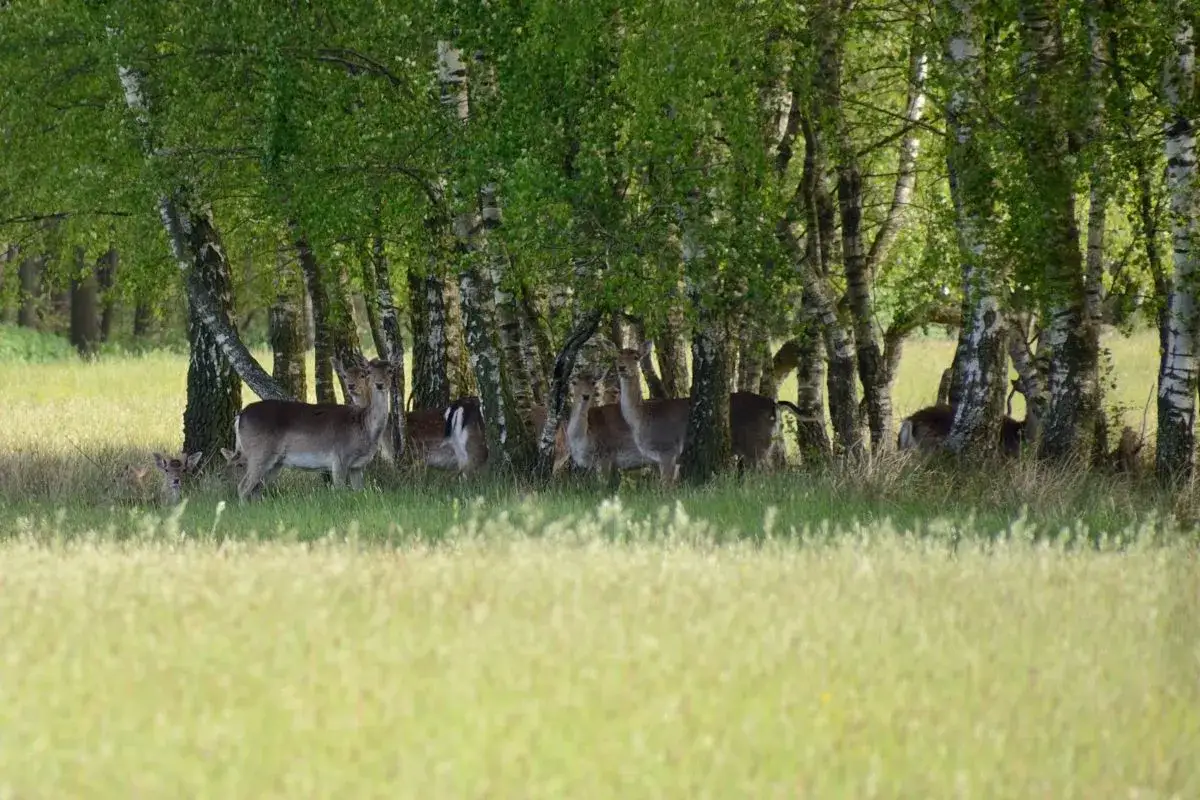 Rehe im Schatten von Birken. Ein friedlicher Anblick, der die Bedeutung des Naturschutzes unterstreicht, wie er vom Landesjagdverband Hamburg gef&ouml;rdert wird.