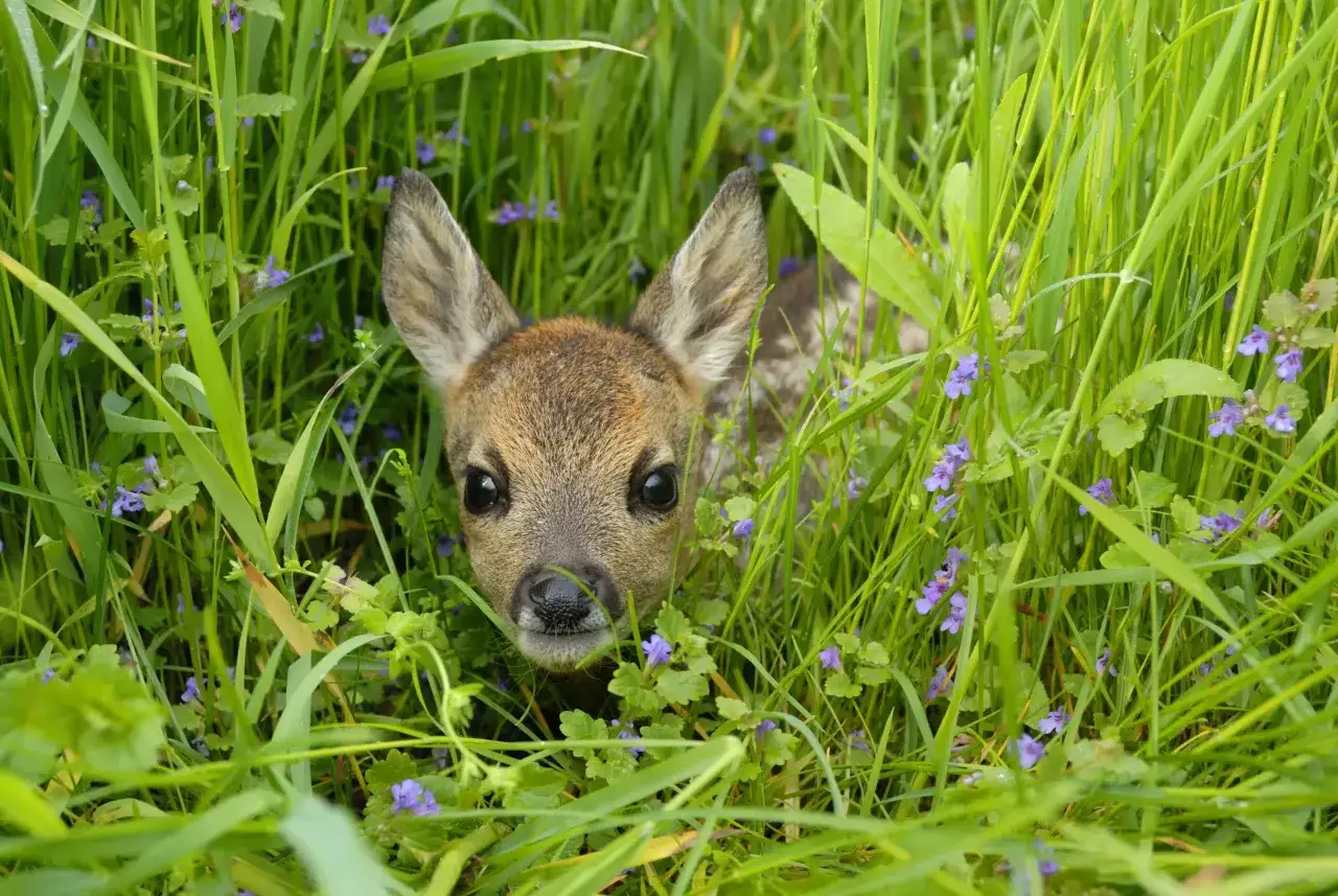 Ein Rehkitz versteckt sich im hohen Gras mit kleinen lila Blüten. Die Brut- und Setzzeit in RLP ist eine sensible Zeit für die Wildtiere.