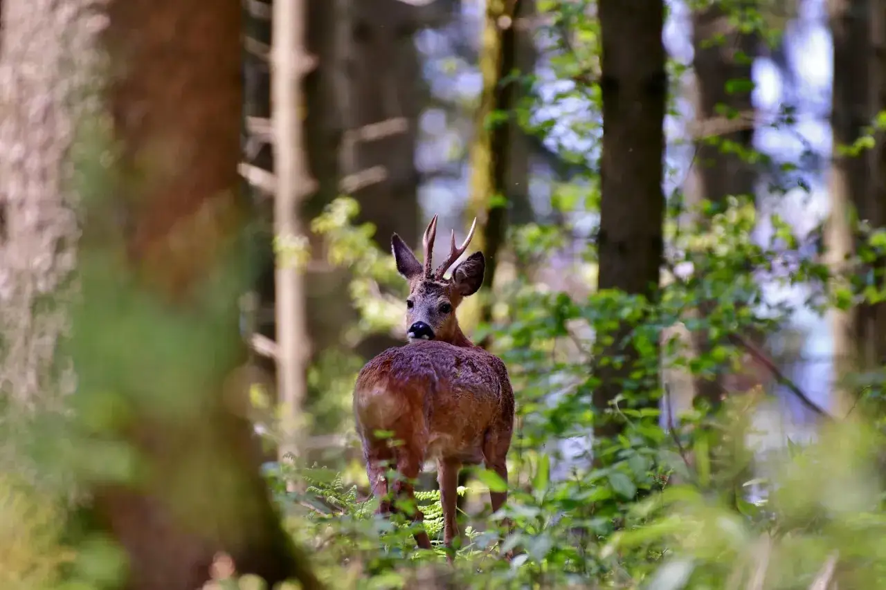 Ein Rehbock mit Geweih im bayerischen Wald, bereit für die Bockjagd.