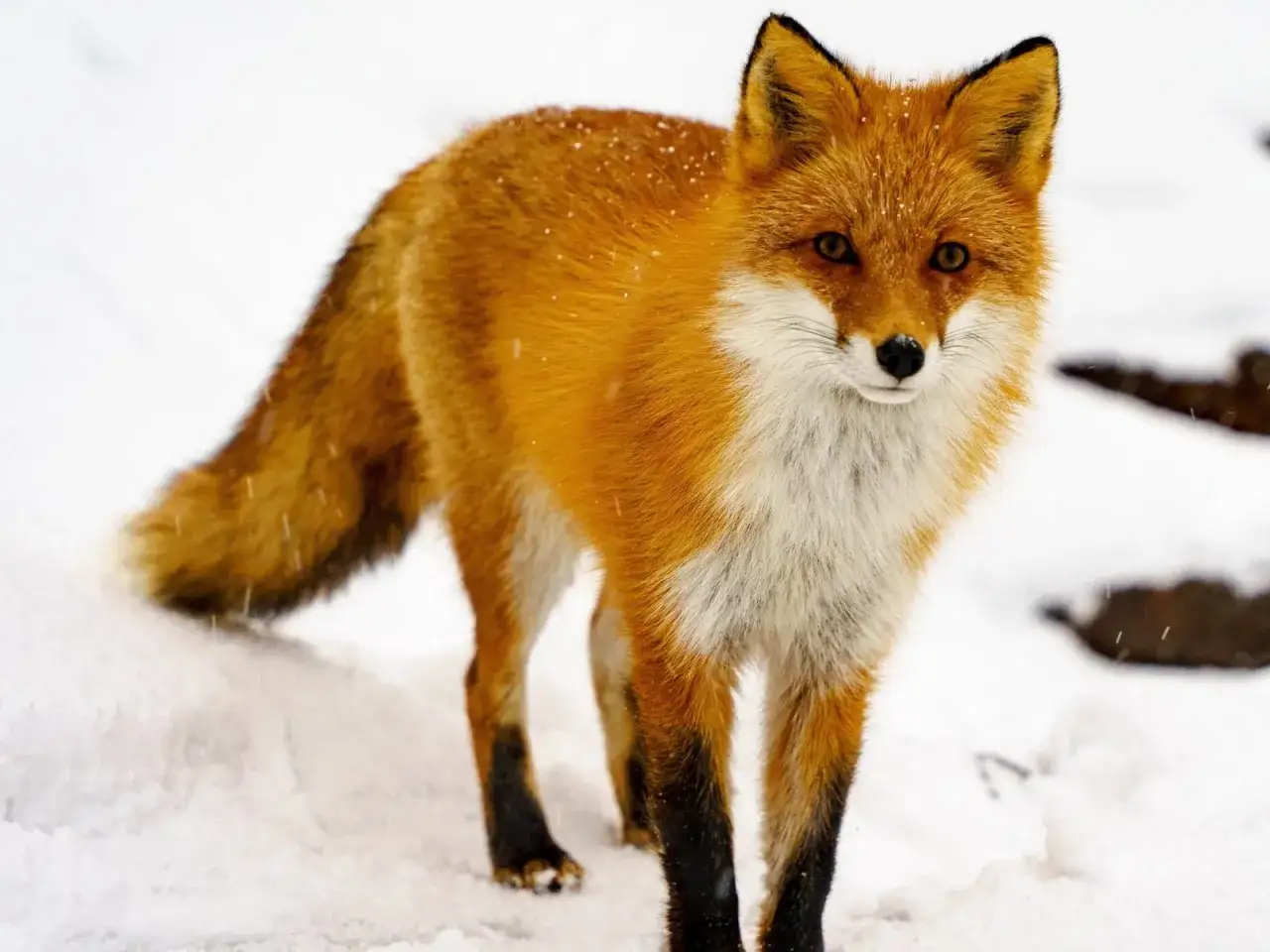 Ein rotfuchs im winter steht im Schnee, sein Fell ist mit Schneeflocken bedeckt.