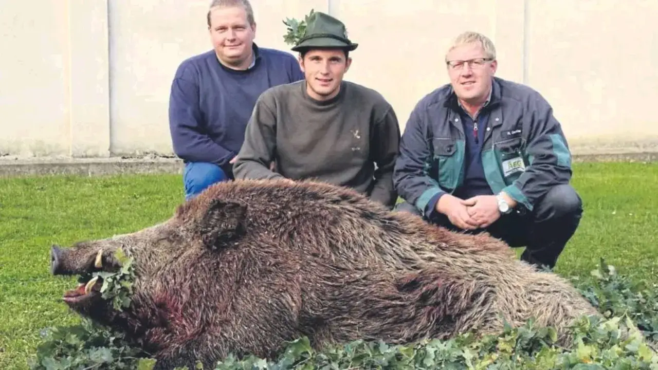 Drei Jäger posieren stolz neben einem riesen wildschwein, das sie erlegt haben.