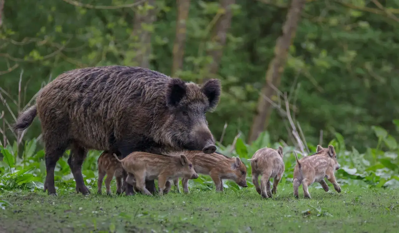 Eine Wildschwein-Mutter mit ihren gestreiften Frischlingen auf einer grünen Wiese.