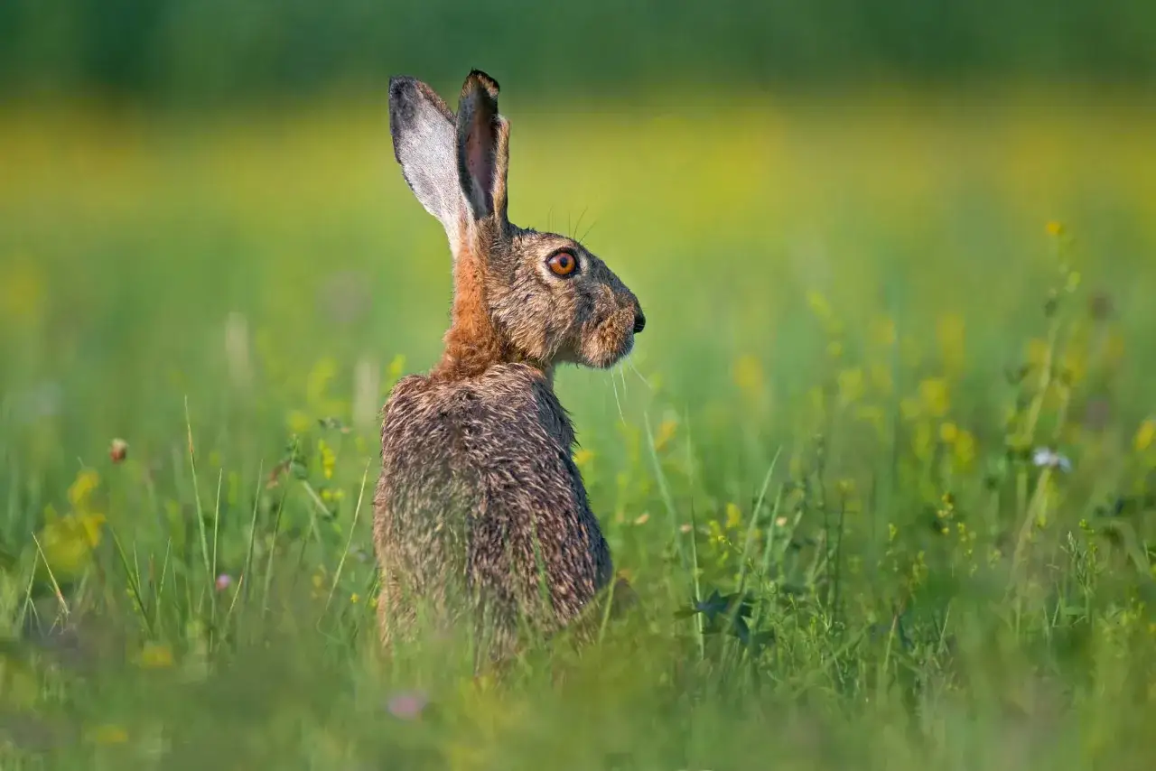 Ein Feldhase sitzt im Gras. Die Krankheit Hasenpest bei Menschen ist eine seltene Zoonose.