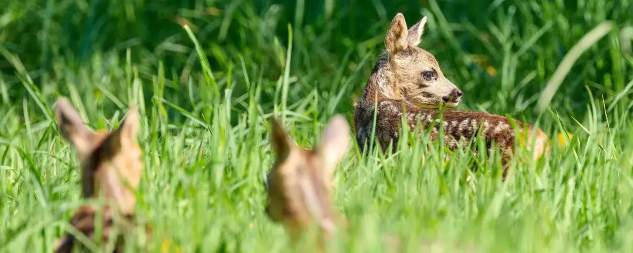 Rehkitz-Babys verstecken sich im hohen Gras. Die Brut- und Setzzeit in Sachsen ist eine sensible Zeit für die jungen Tiere.