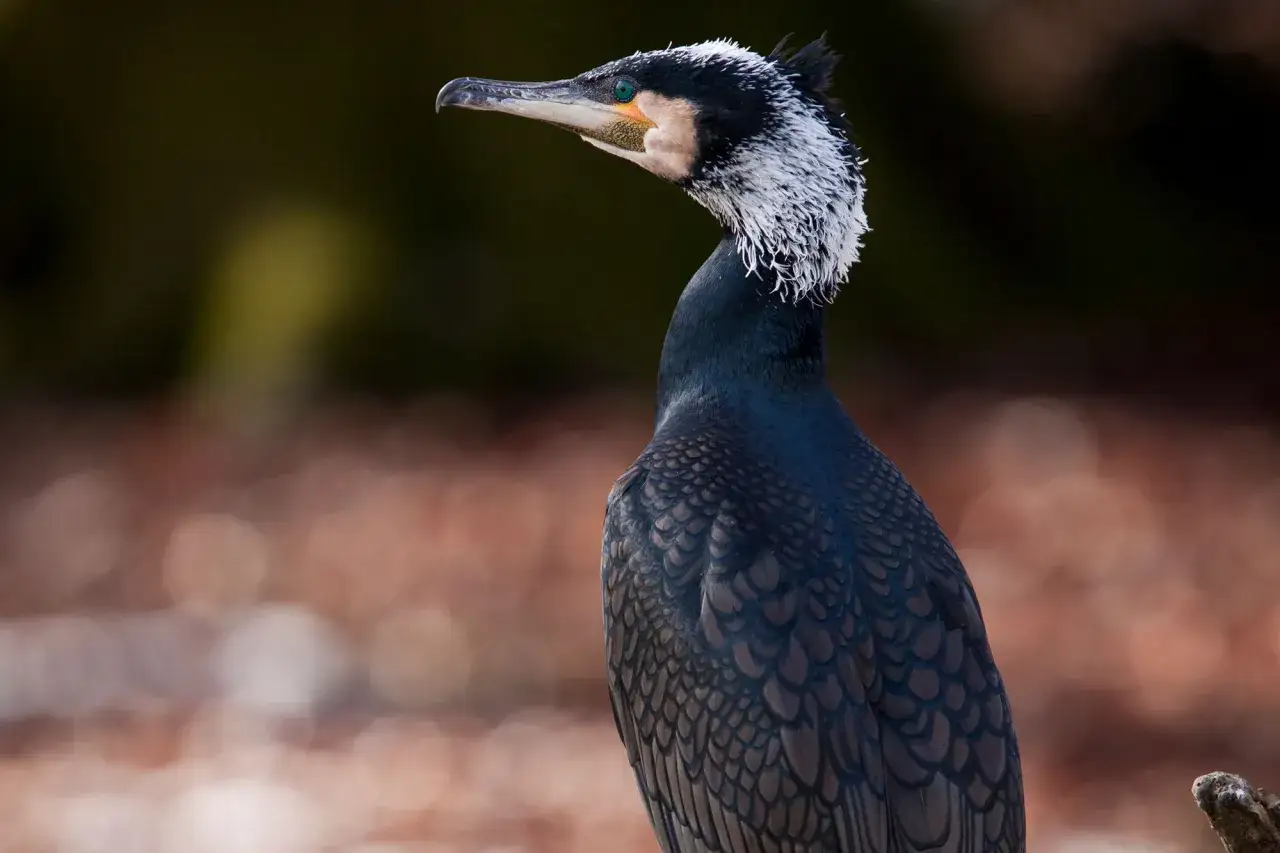 Ein Kormoran mit schillerndem Gefieder und gr&uuml;nen Augen, bereit f&uuml;r die Kormoran Jagd.