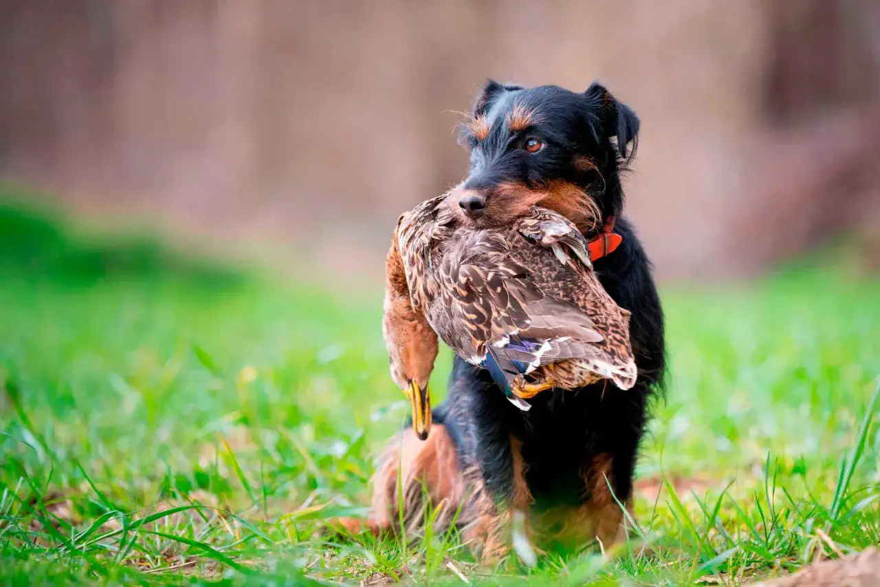 Ein Jagdhund mit einem erlegten Enten im Maul, ein Beweis für erfolgreiche Jagd mit Hunden.