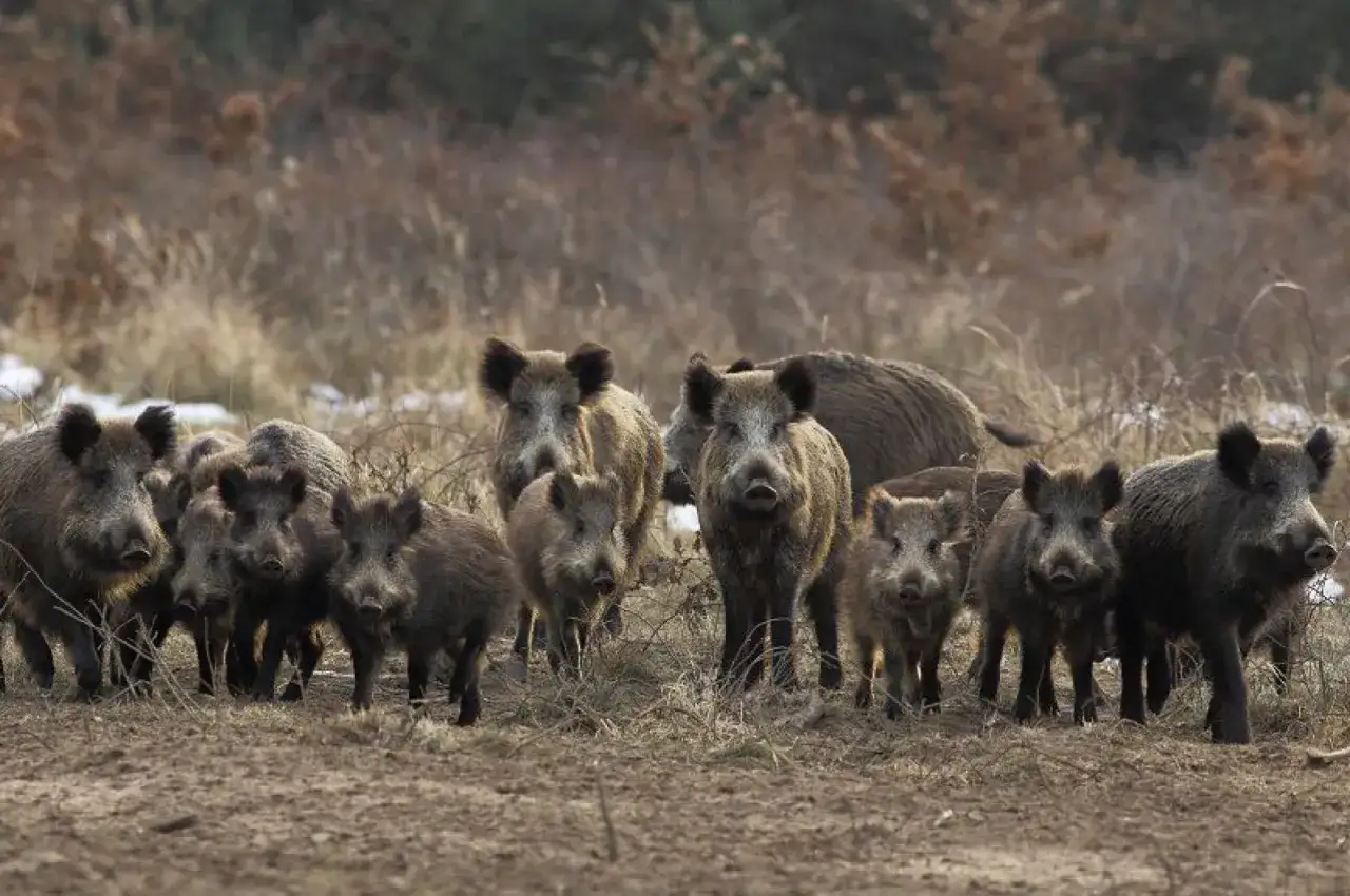 Eine Gruppe Wildschweine, von Jungtieren bis zu ausgewachsenen Tieren, steht im Feld. Das Gewicht eines ausgewachsenen Wildschweins kann beeindruckend sein.