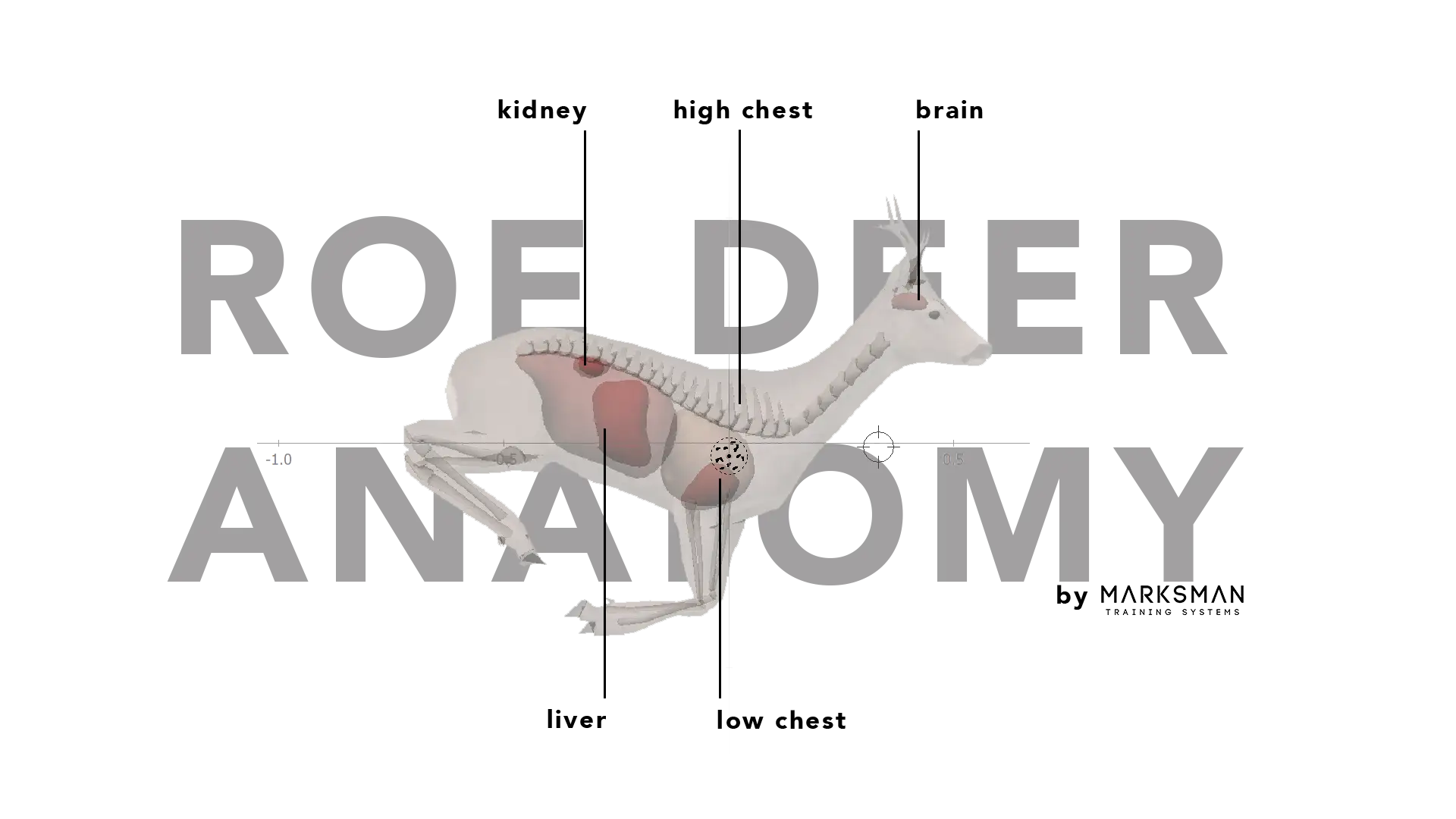 Anatomie eines Rehs mit Markierungen für Nieren, Gehirn, Leber und Brustbereich. Ein Zielkreuz deutet auf einen möglichen Blattschuss.