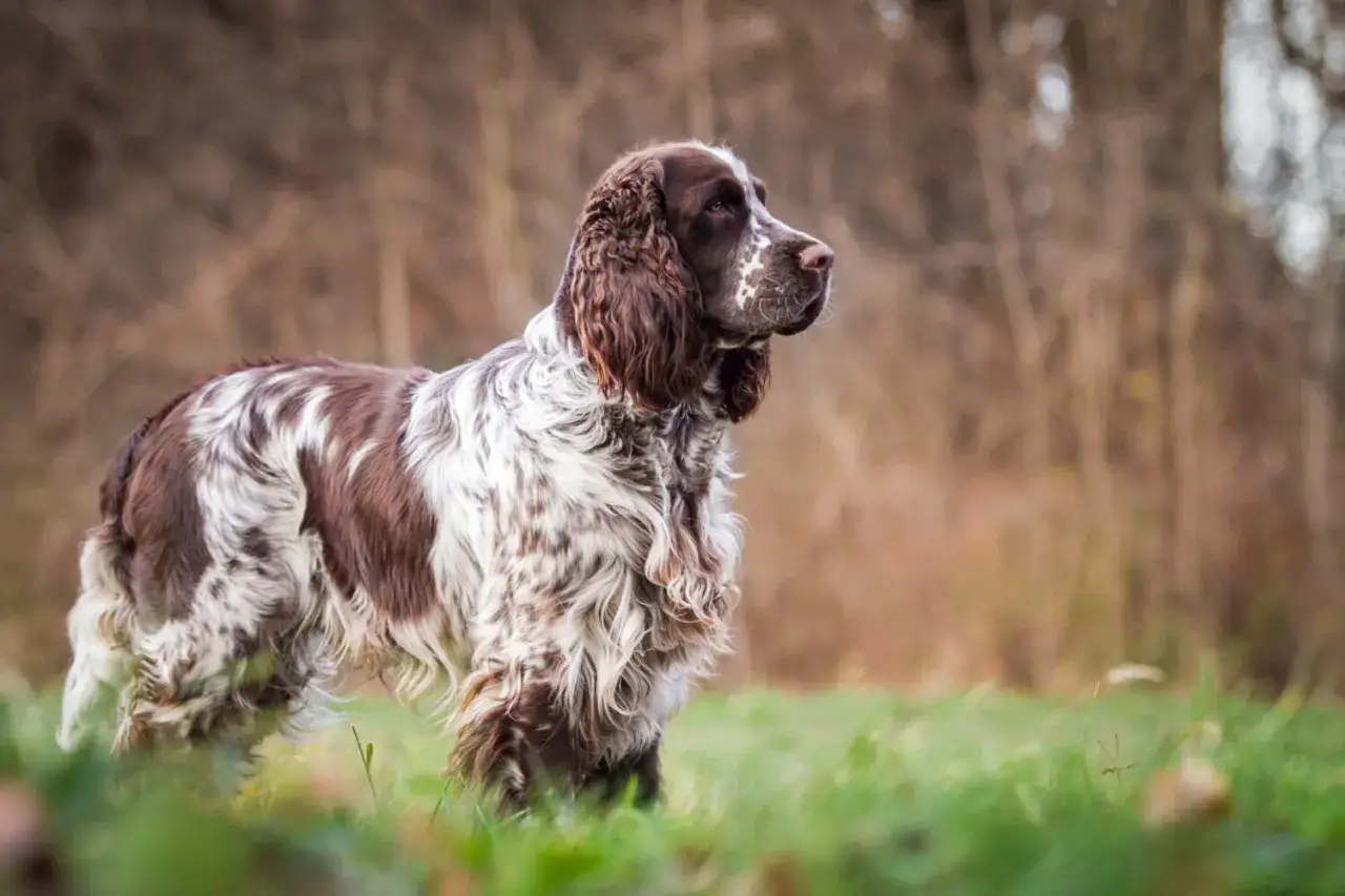 Ein English Springer Spaniel im Grünen, ein toller Begleiter für alle Abenteuer. Tolle Erfahrungen mit dieser Rasse!