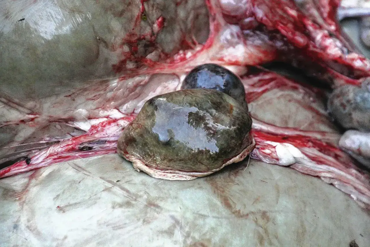 Nahaufnahme der Milz eines Rehs, die mit Blut durchzogen ist.
