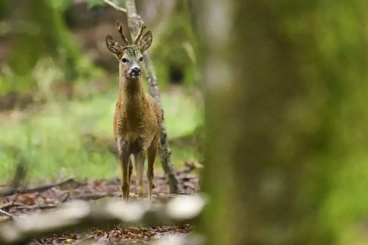 Ein junger Rehbock mit kleinen Geweihen steht im Wald. Er ist neugierig und aufmerksam.
