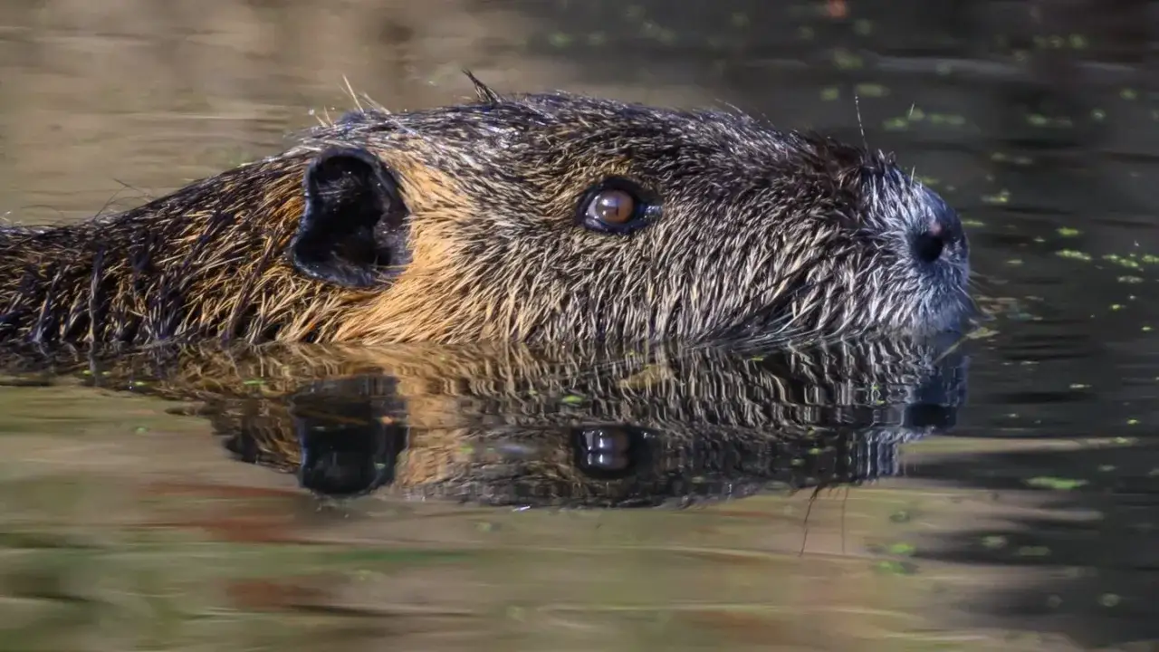 Ein Nutria schwimmt im Wasser, sein Fell glänzt. Es ist auf der Jagd nach Nahrung.