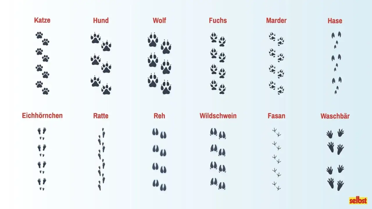 Spuren von Katze, Hund, Wolf, Fuchs, Marder, Hase, Eichhörnchen, Ratte, Reh, Wildschwein, Fasan und Waschbär.