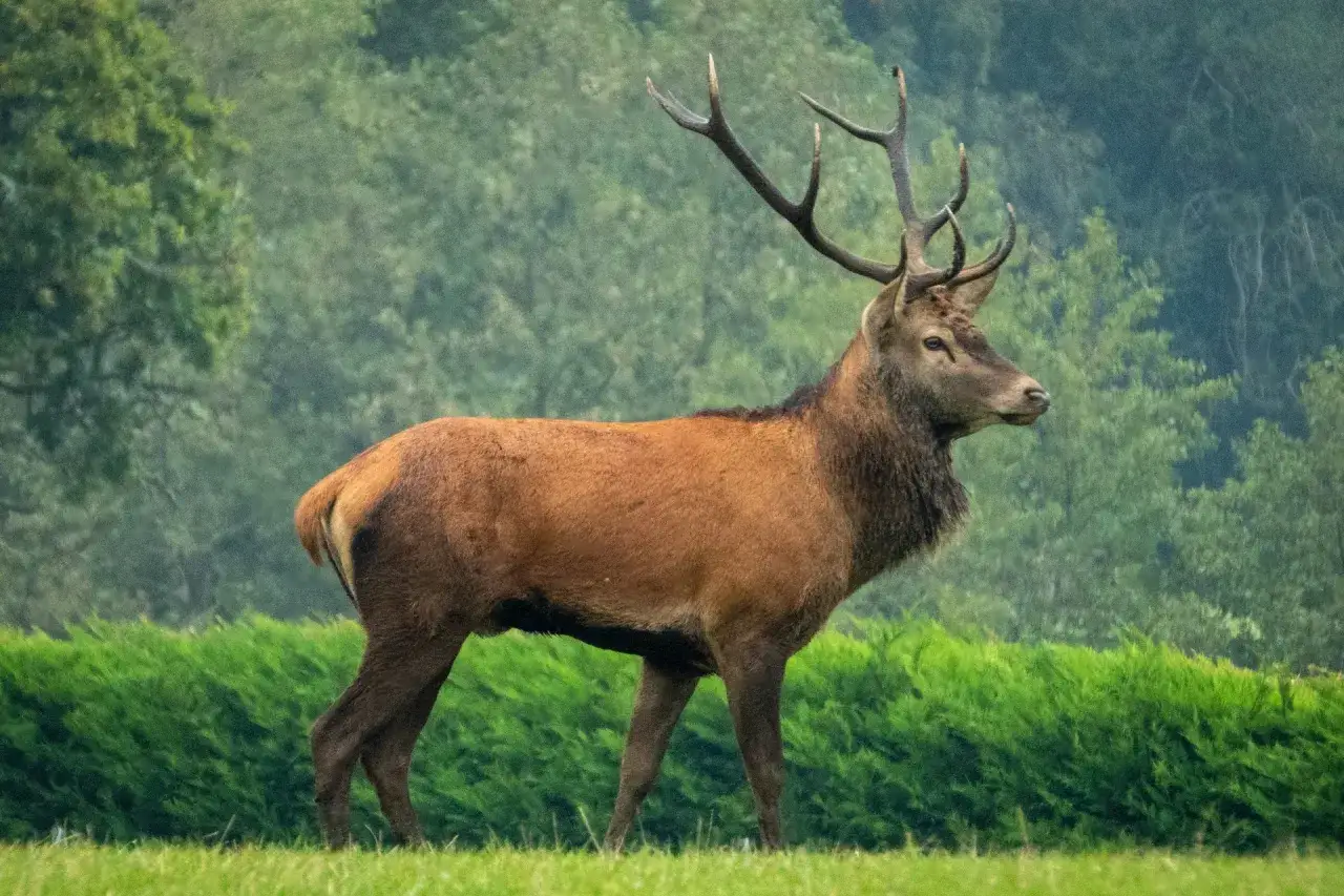 Prachtvoller Rothirsch mit Geweih auf einer Wiese in Niedersachsen. Die Damwild Jagdzeit beginnt bald.