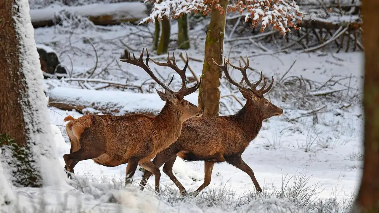 Zwei prächtige Rotwild-Hirsche mit beeindruckenden Geweihen, die nach dem Abwurf im Schnee stehen.
